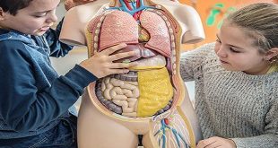 DIVISIONS OF THE DIGESTIVE SYSTEM