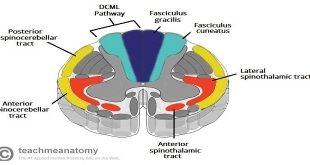 SENSORY PATHWAY