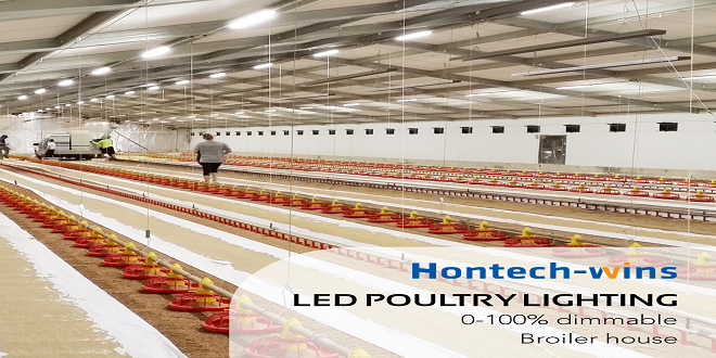Learn everything you need to know about poultry lights