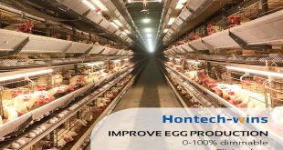 Things to Consider When Buying LED Lights for Hens