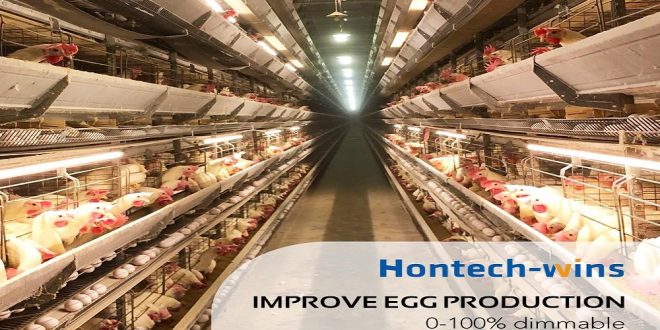 Things to Consider When Buying LED Lights for Hens