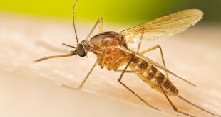 How Do Mosquitoes Survive The Winter?