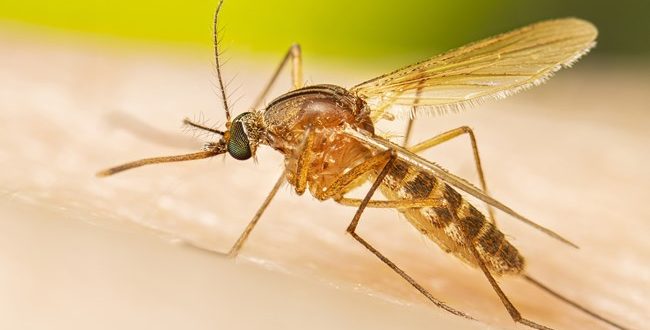 How Do Mosquitoes Survive The Winter?